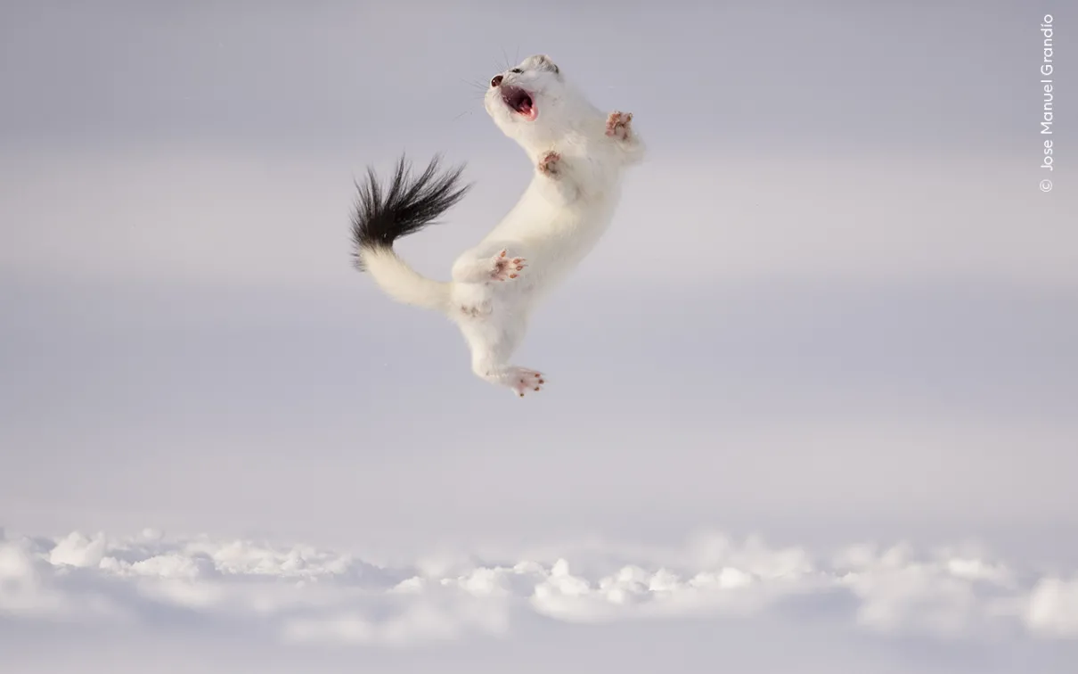 Stoat mammal jumping high into the air above the snow.