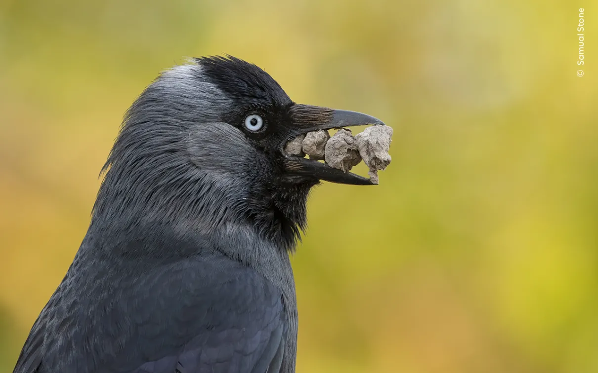 Close up of a jackdaw bird with stones in its beak.