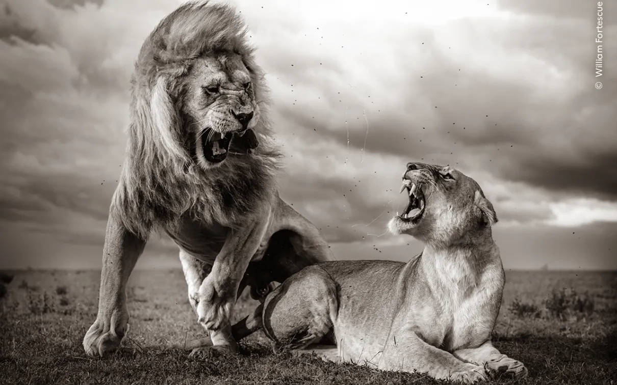 Male and female lion mating in front of a backdrop with storm clouds.