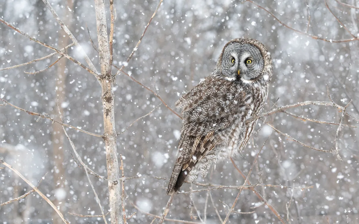 Great grey owl. 