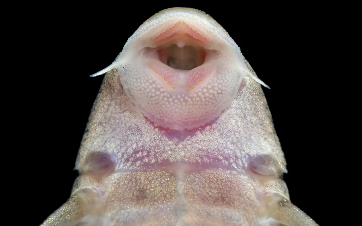 Poisson ventouse