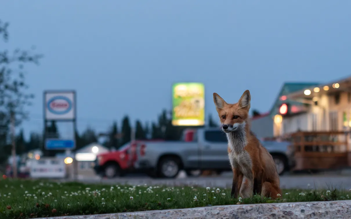 A Fox at Golden Hour