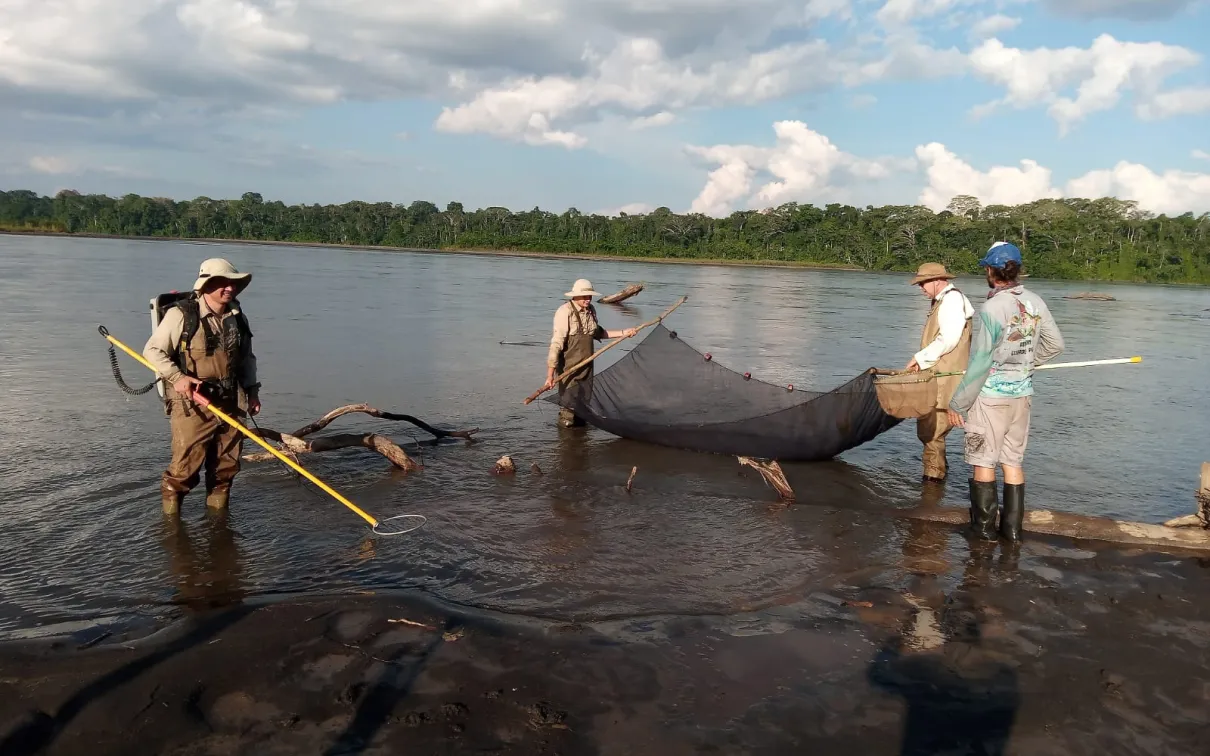 Researchers in the Amazon river with nets