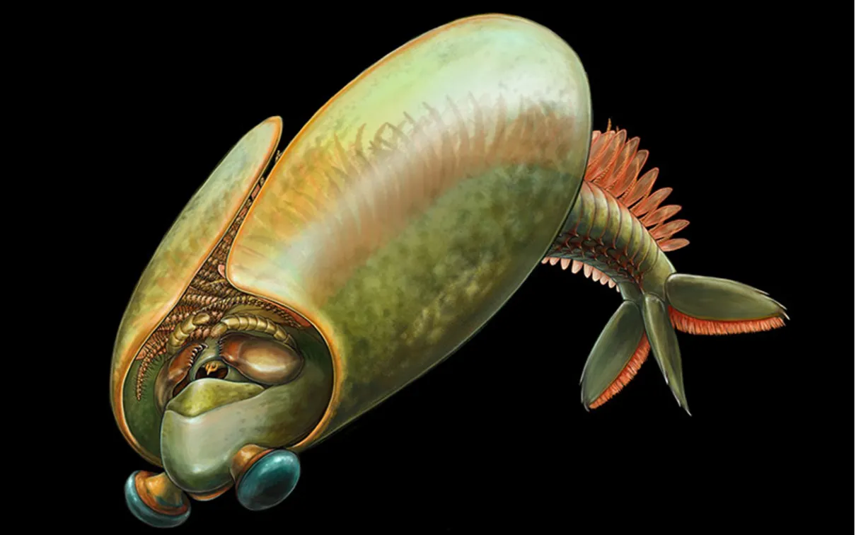 Odaraia, a taco-shaped marine animal that lived during the Cambrian period