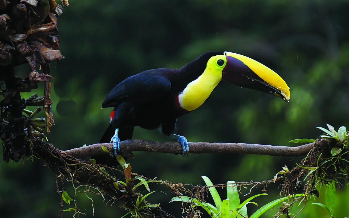 Toucan in a tree