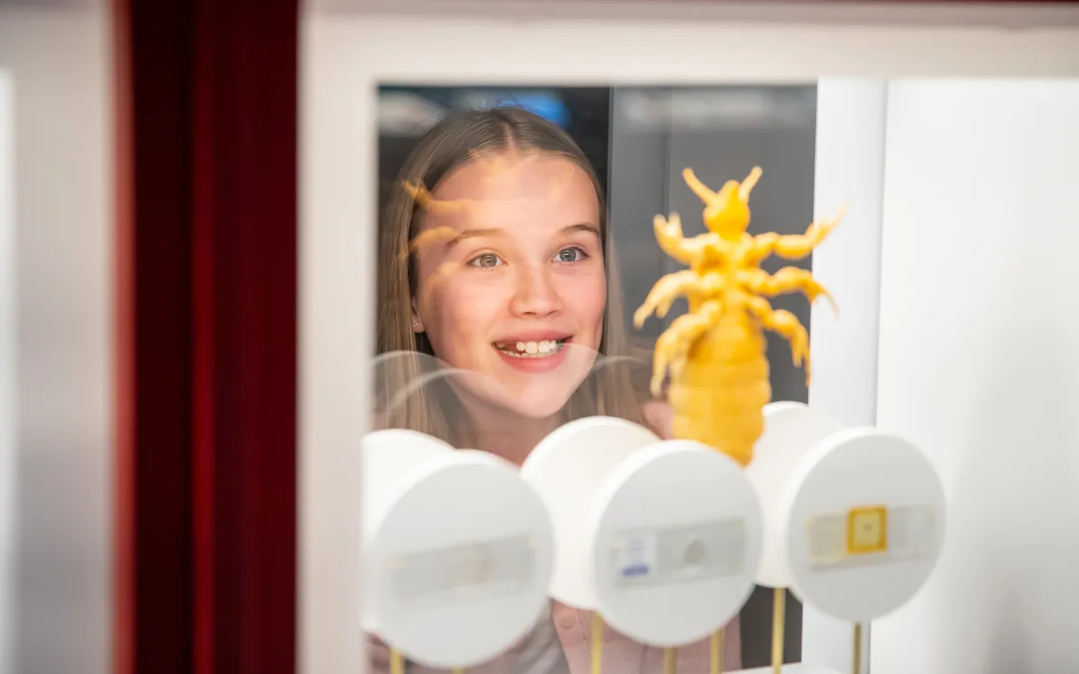 A child looking at a Bloodsucking specimen.