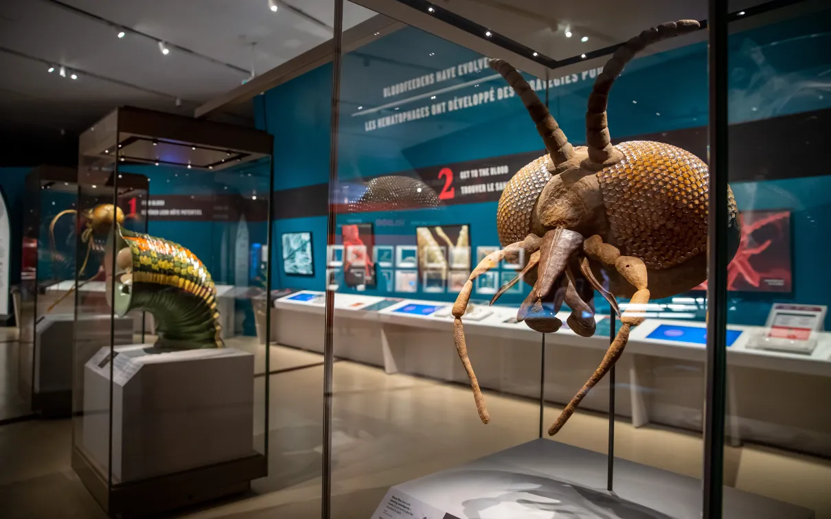 A display of a insect heads in a glass case.