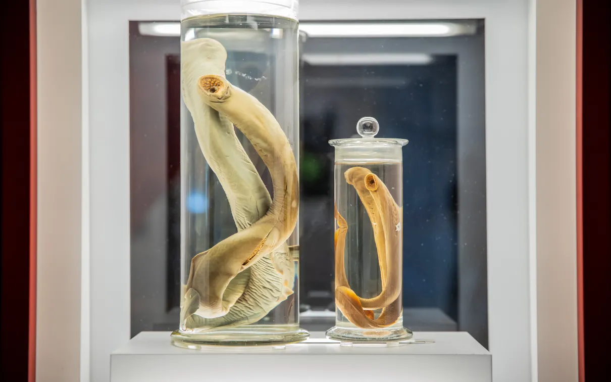 Bloodsucking specimen in a jar.