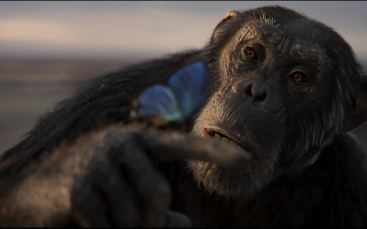 Chimp holding and looking at blue butterfly on finger