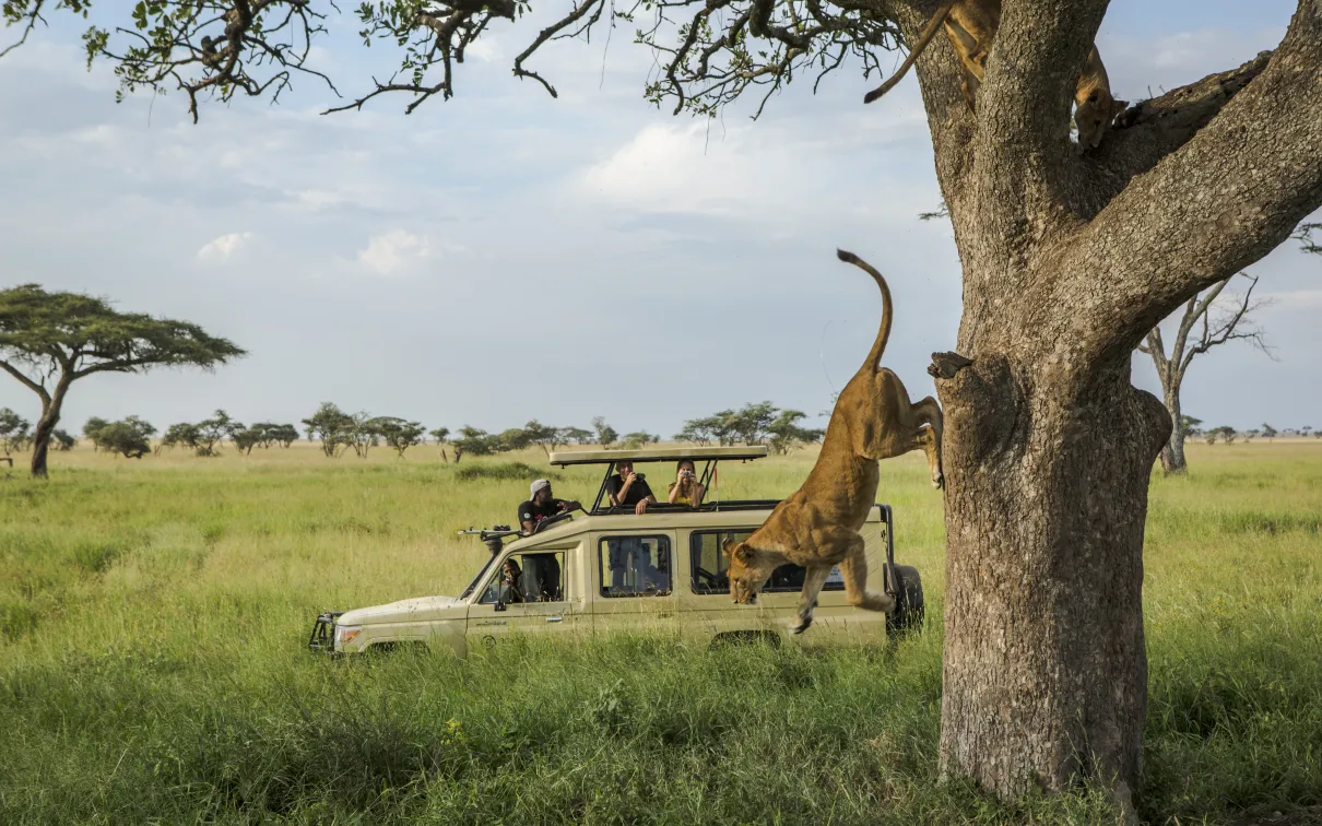 A white safari truck parked in a green field near a tree with a lion jumping off the roof.