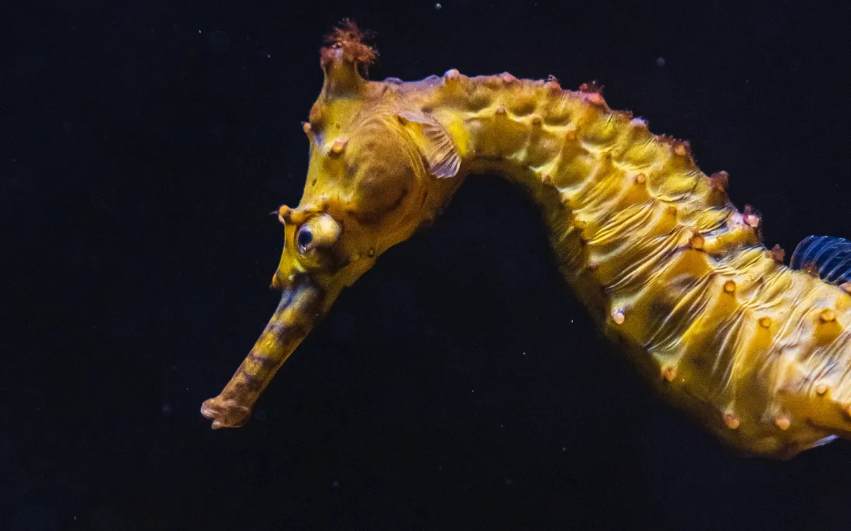 A closeup of a seahorse underwater.