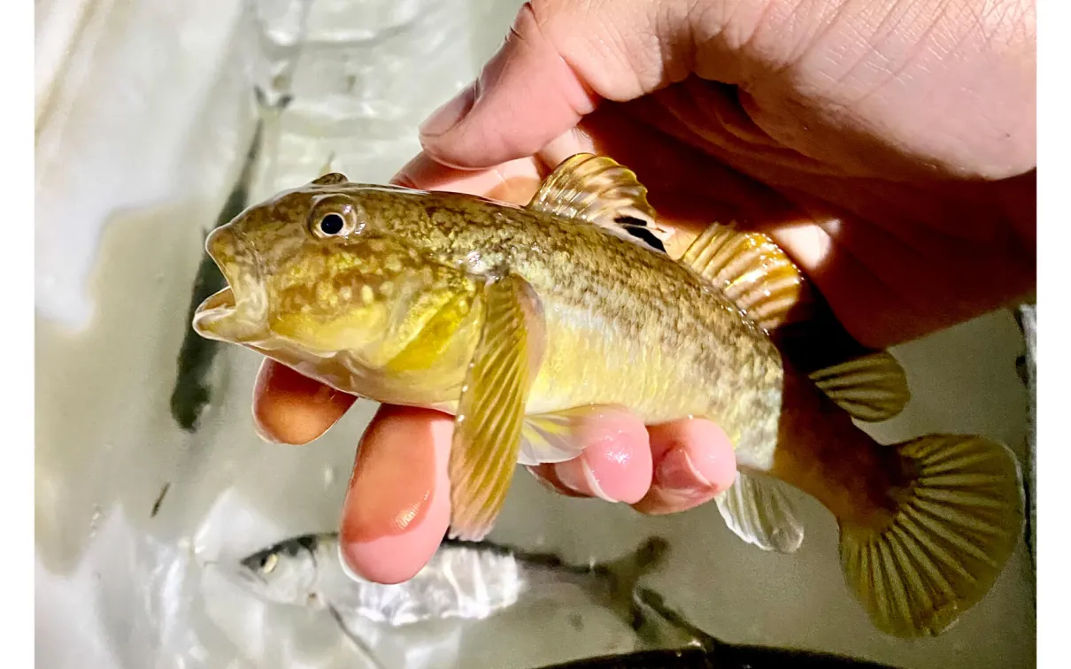 Round goby