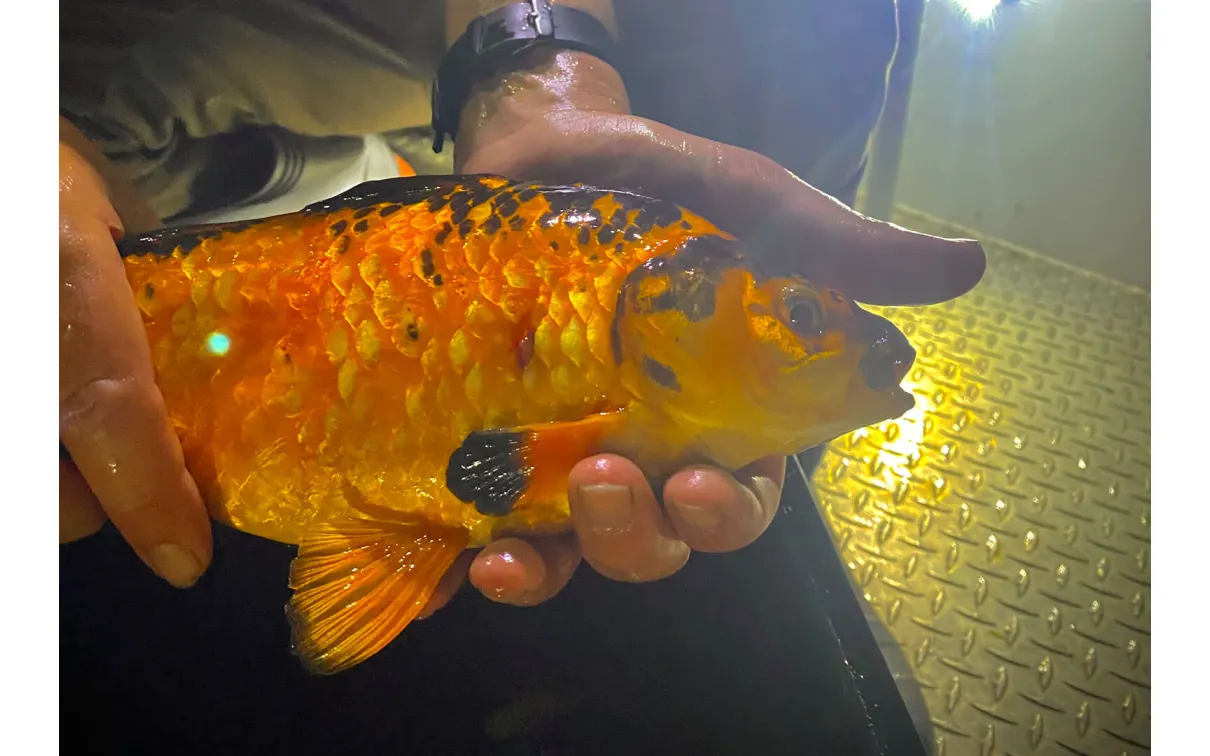 Goldfish caught near the Toronto shore.