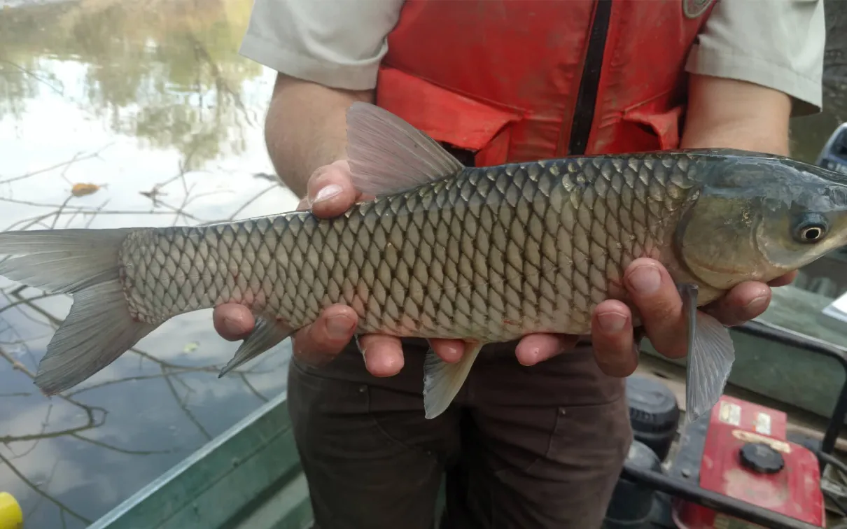 Grass carp