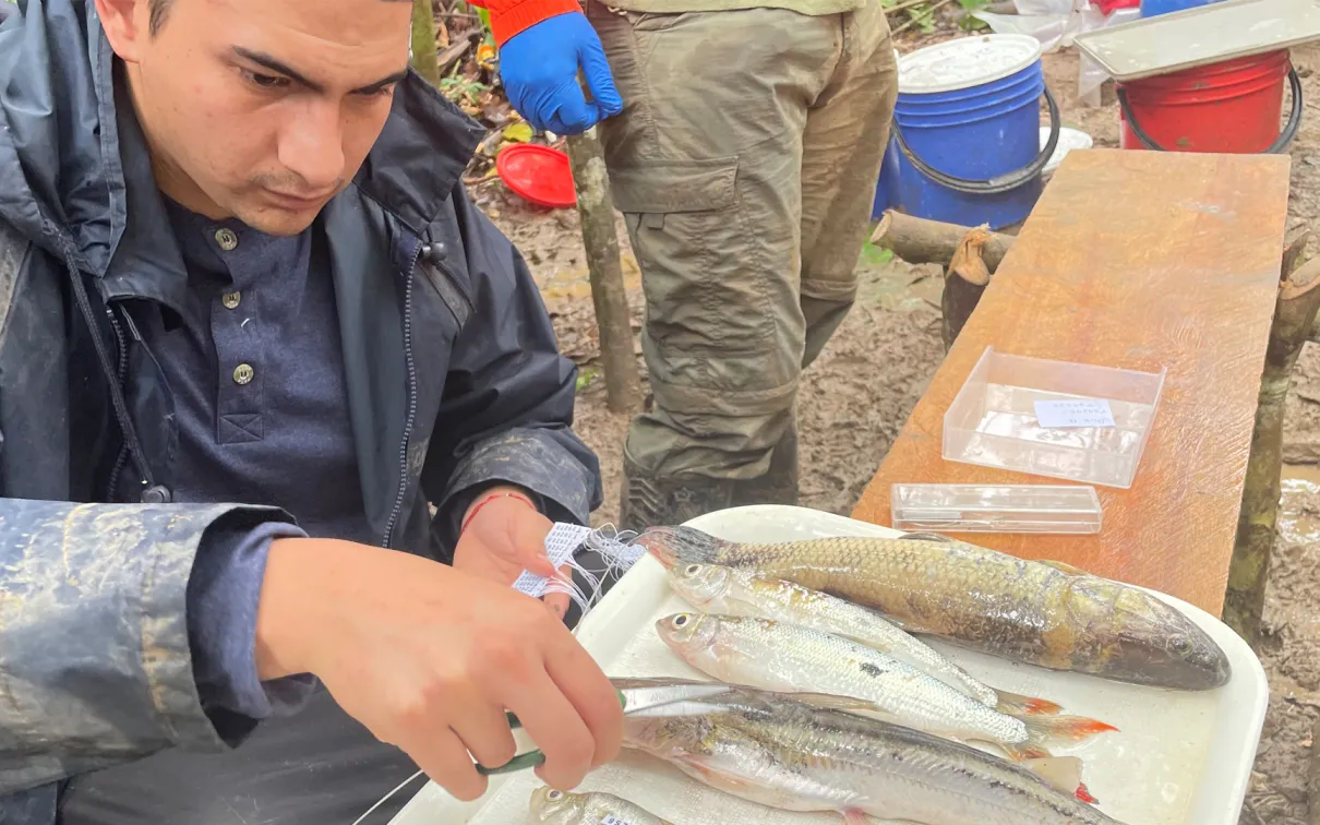 Man extracts tissue sample from a fish specimen.