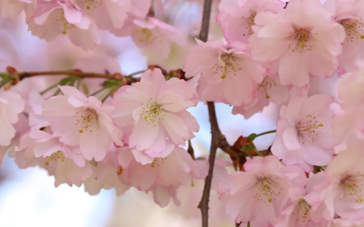 Les cerisiers en fleurs. Photo courtoisie Deb Metsger
