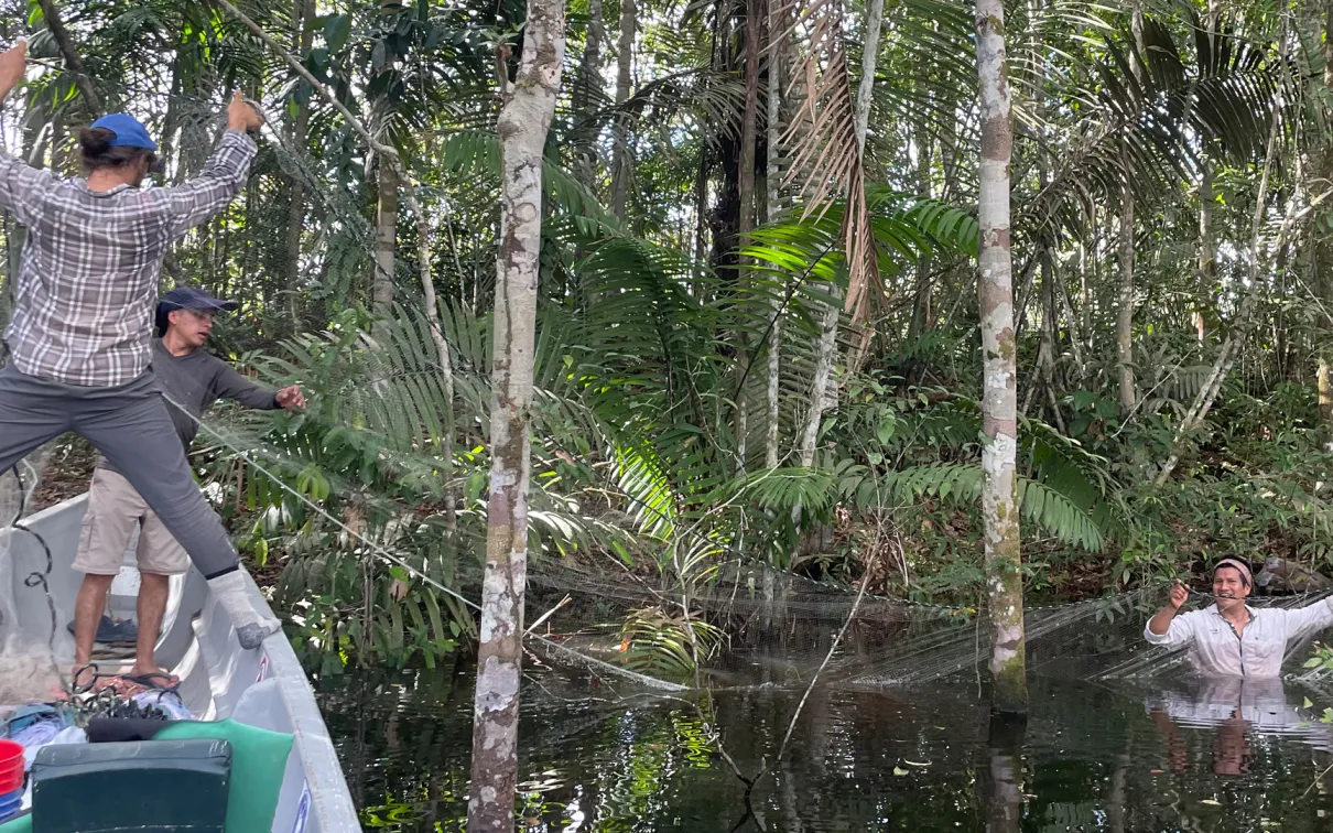 Team members set up a gillnet in Laguna Grande de Cuyabeno to catch fishes.