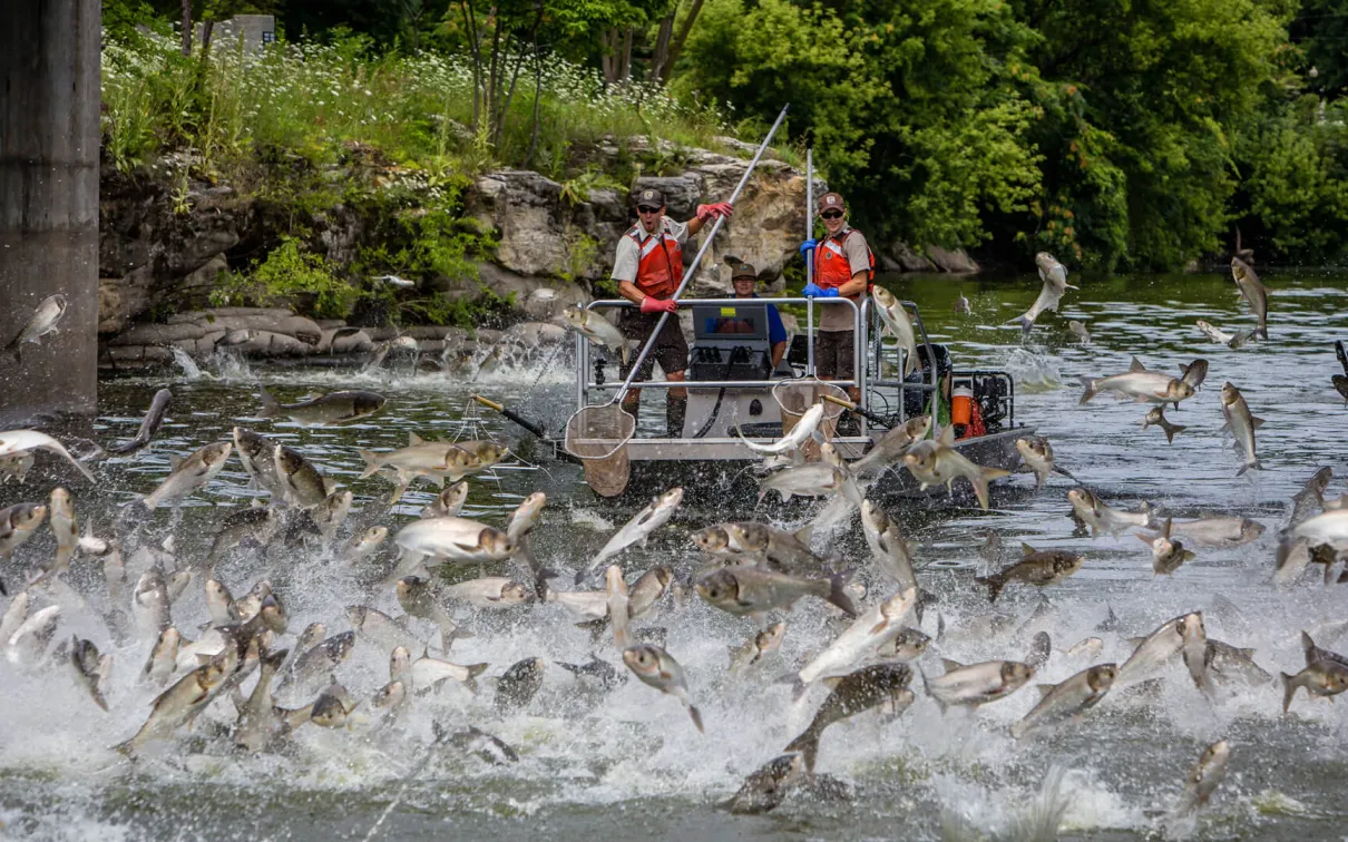 Jumping silver carp