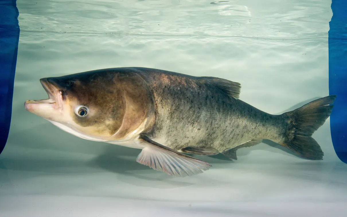 Adult bighead carp