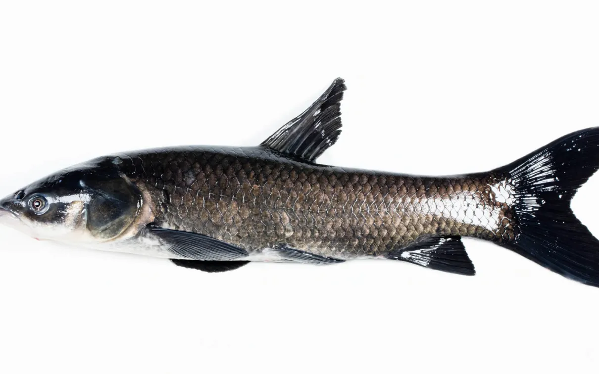 Adult Black Carp