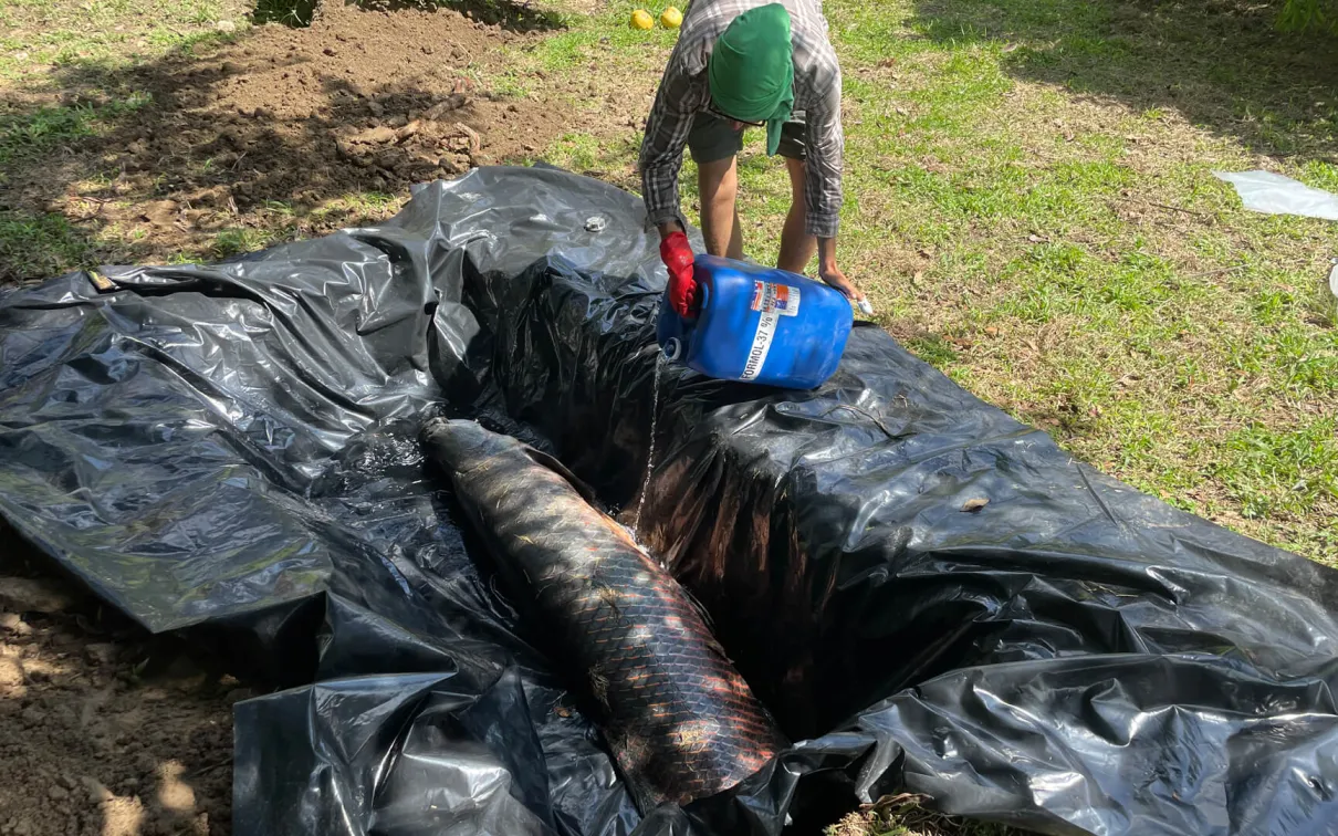 To preserve the newly caught Arapaima, Francis Boily pours formaldehyde into the plastic-lined ditch to create an embalming bath.