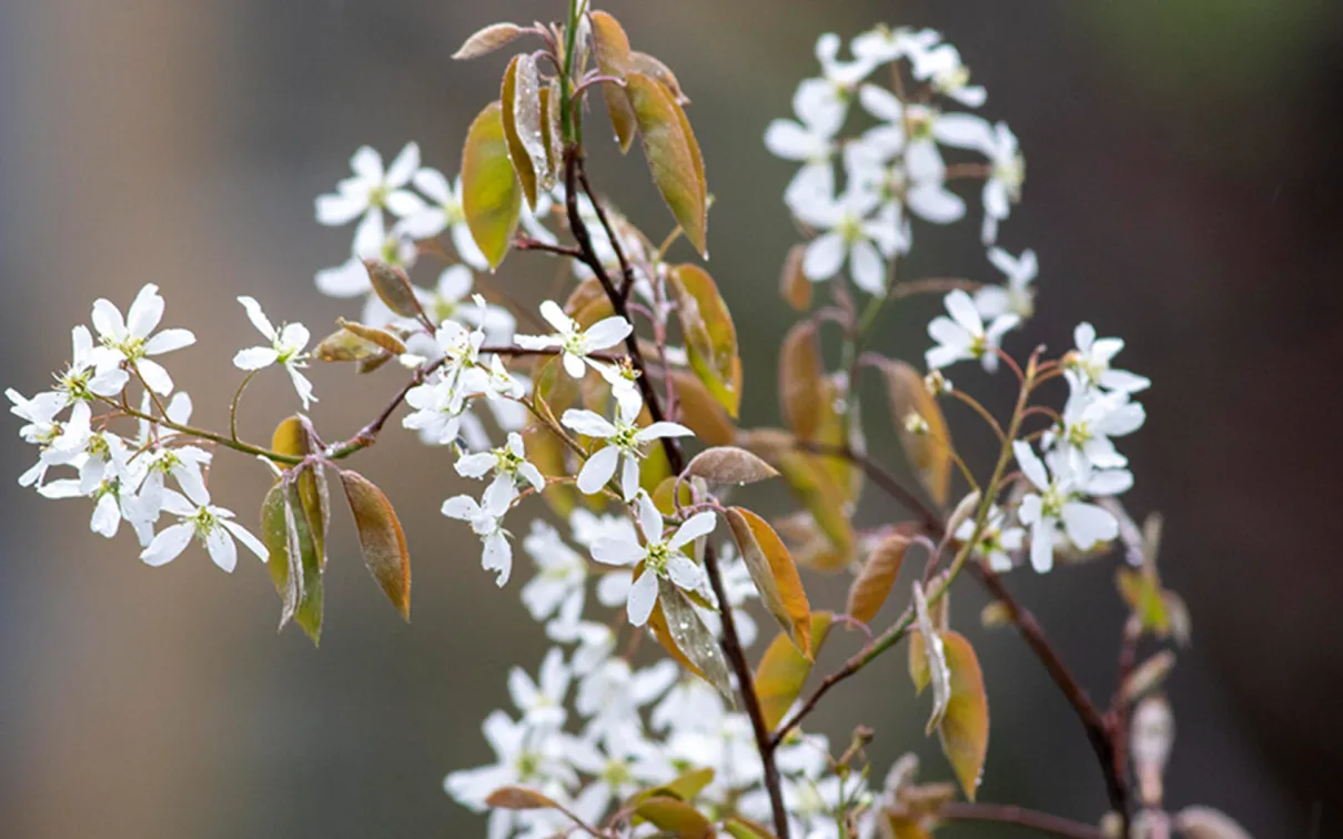 Smooth serviceberry.