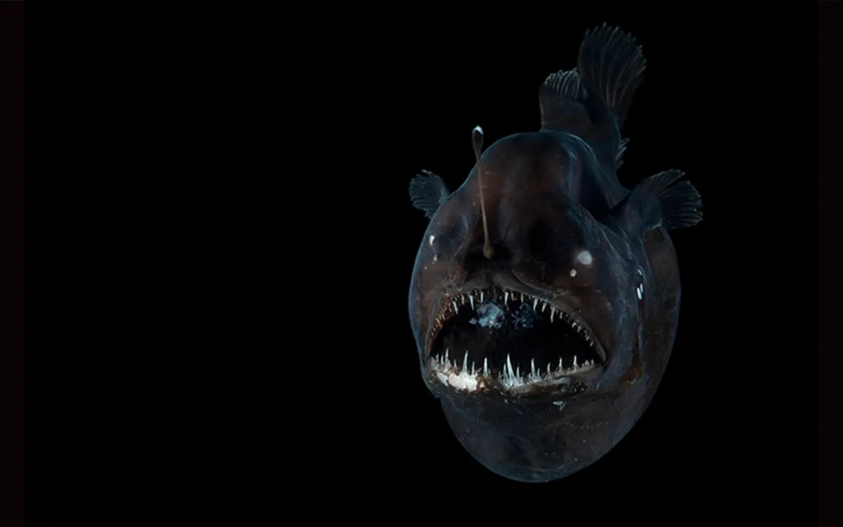 Angler fish.