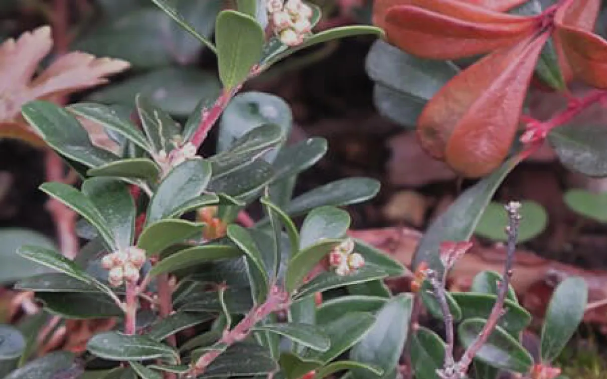 Green and red leaves.