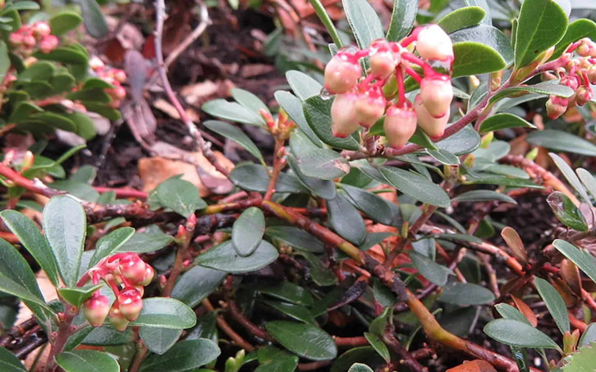 Bearberry.