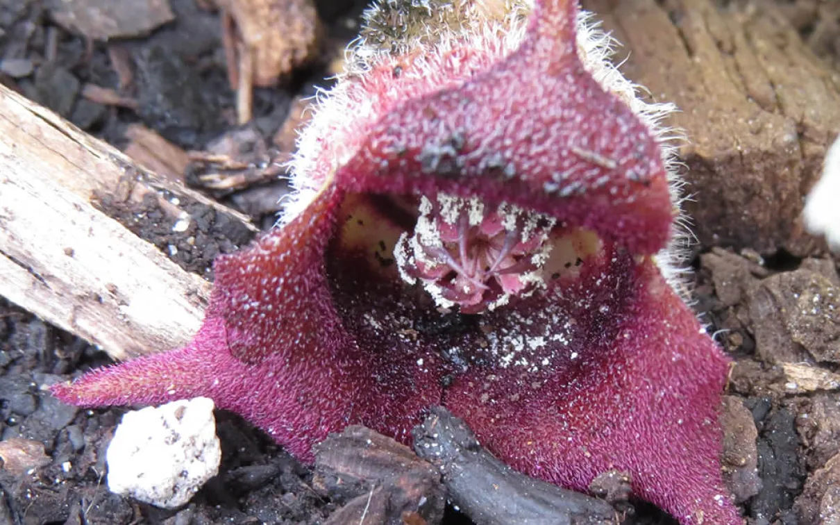 Burgundy flower.