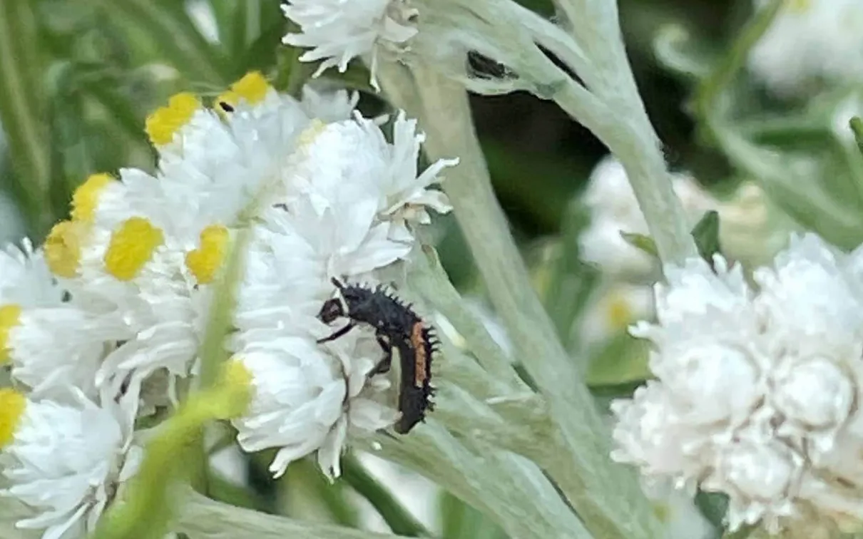 Asian ladybird beetle larva.