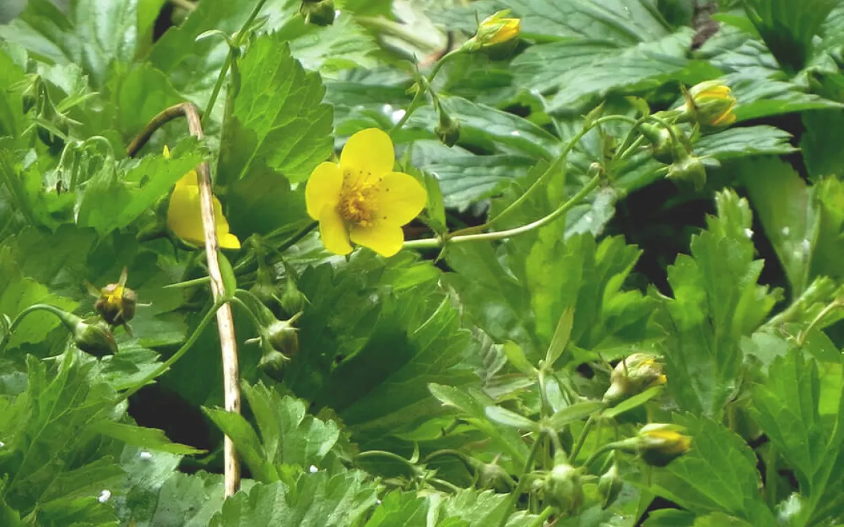 Green leaves with flower buds and yellow flowers.