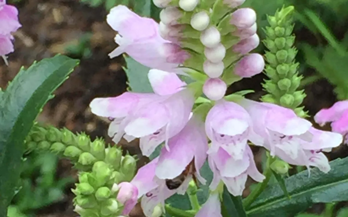 Bee on obedient plant.