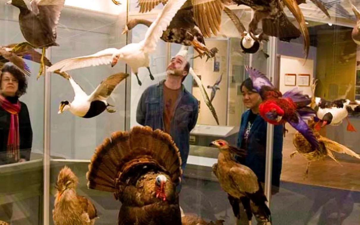 Birds, Ornithology, taxidermy specimens, ROM's Bird Gallery