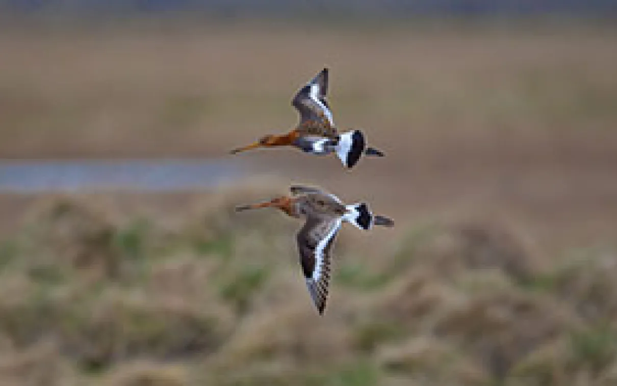 2 Black tailed godwits in flight
