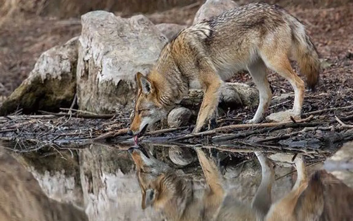 Scarborough man wins trip to Greenland with winning photo of coyote in downtown Toronto
 winning photo of the ROM Wildlife Photographer of the Year Photo Contest - a coyote drinks from a stream in Toronto, photo by Steven Rose