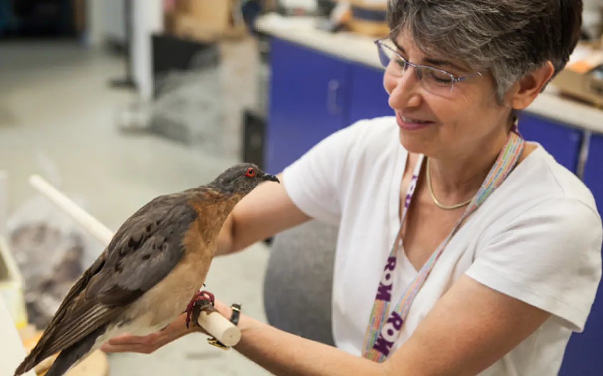 ROM Artist Georgia Guenther gives a passenger pigeon one last visual inspection in her workshop. Photo by Vincent Luk
 ROM Artist Georgia Guenther gives a passenger pigeon mount a final check before installing it into the exhibit