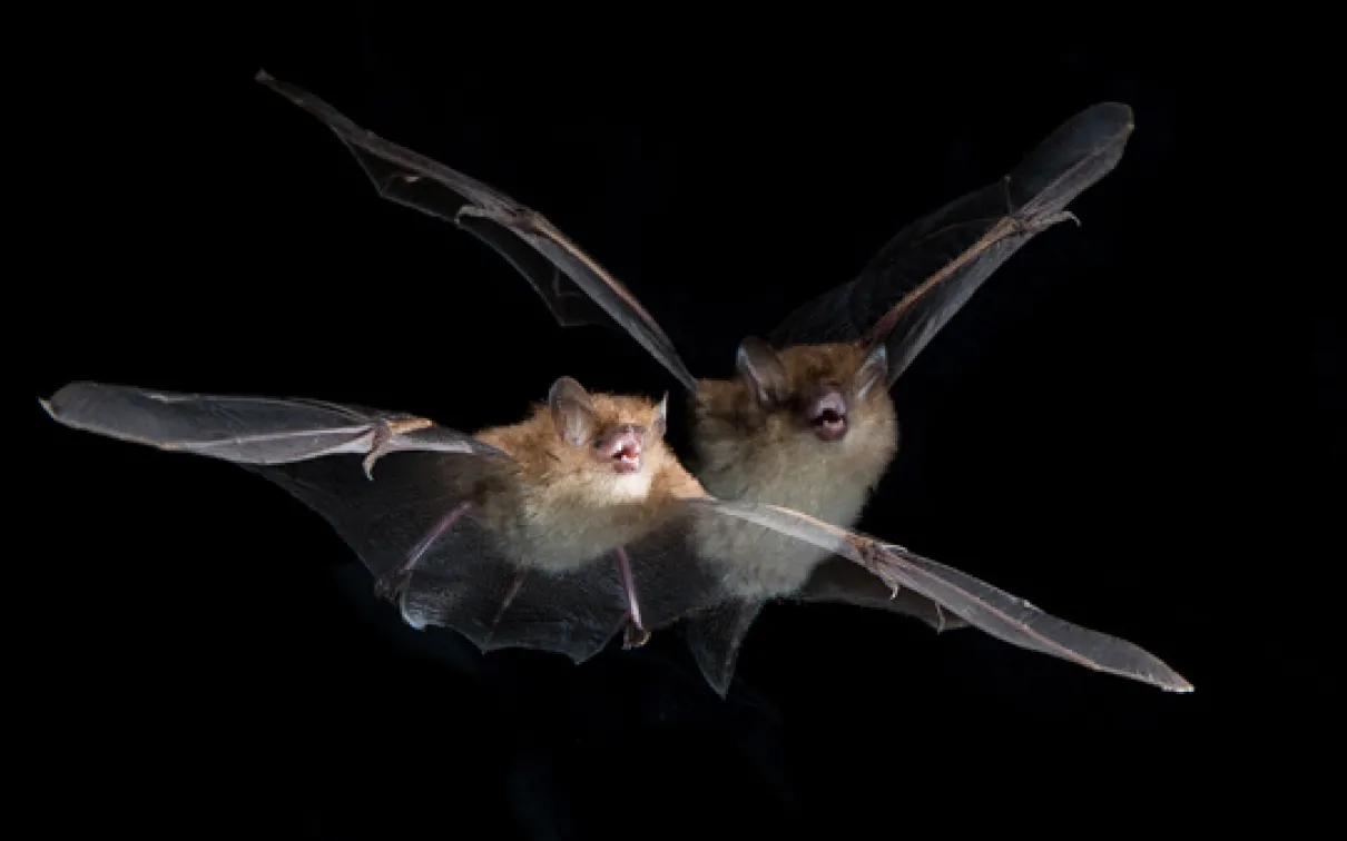 A tube-nosed bat (Murina cyclotis) in flight. Photo by Vincent Luk
 A tube-nosed bat (Murina cyclotis) in flight. Photo by Vincent Luk