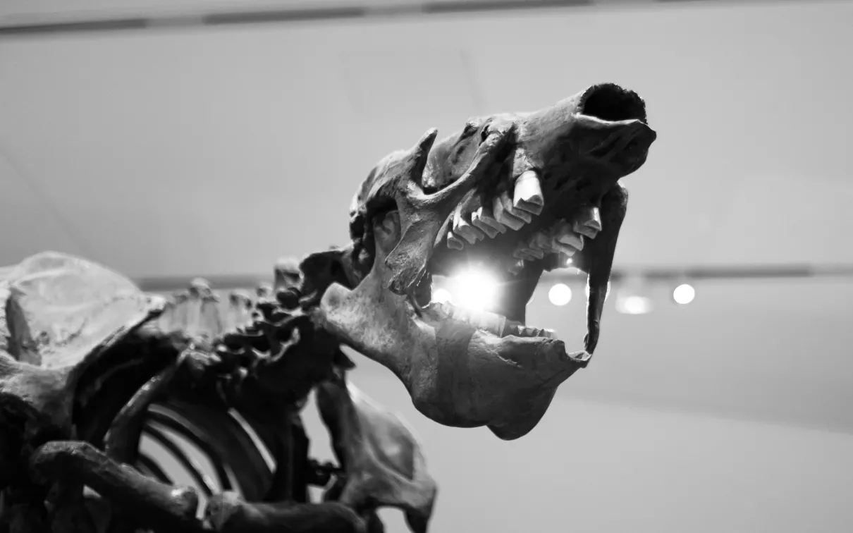 The Giant Sloth on a recent #emptyROM tour