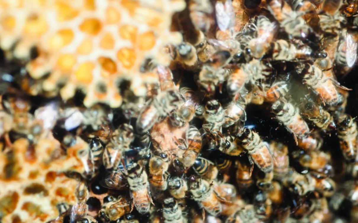 European Honey Bees
 Honey Bees clustered in a hive