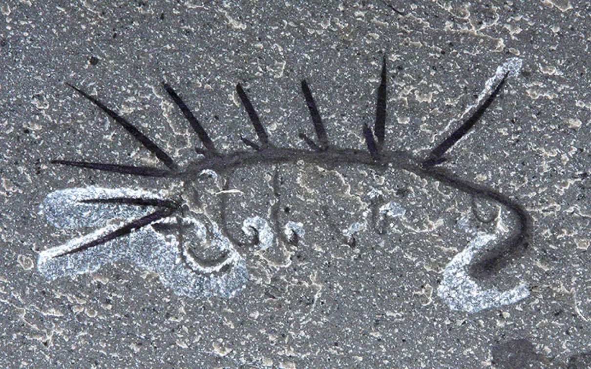 Hallucigenia sparsa (ROM 61513). Nearly complete specimen, head to the right. Approximate specimen length = 14 mm. Walcott Quarry.
 Fossilized Hallucigenia sparsa.