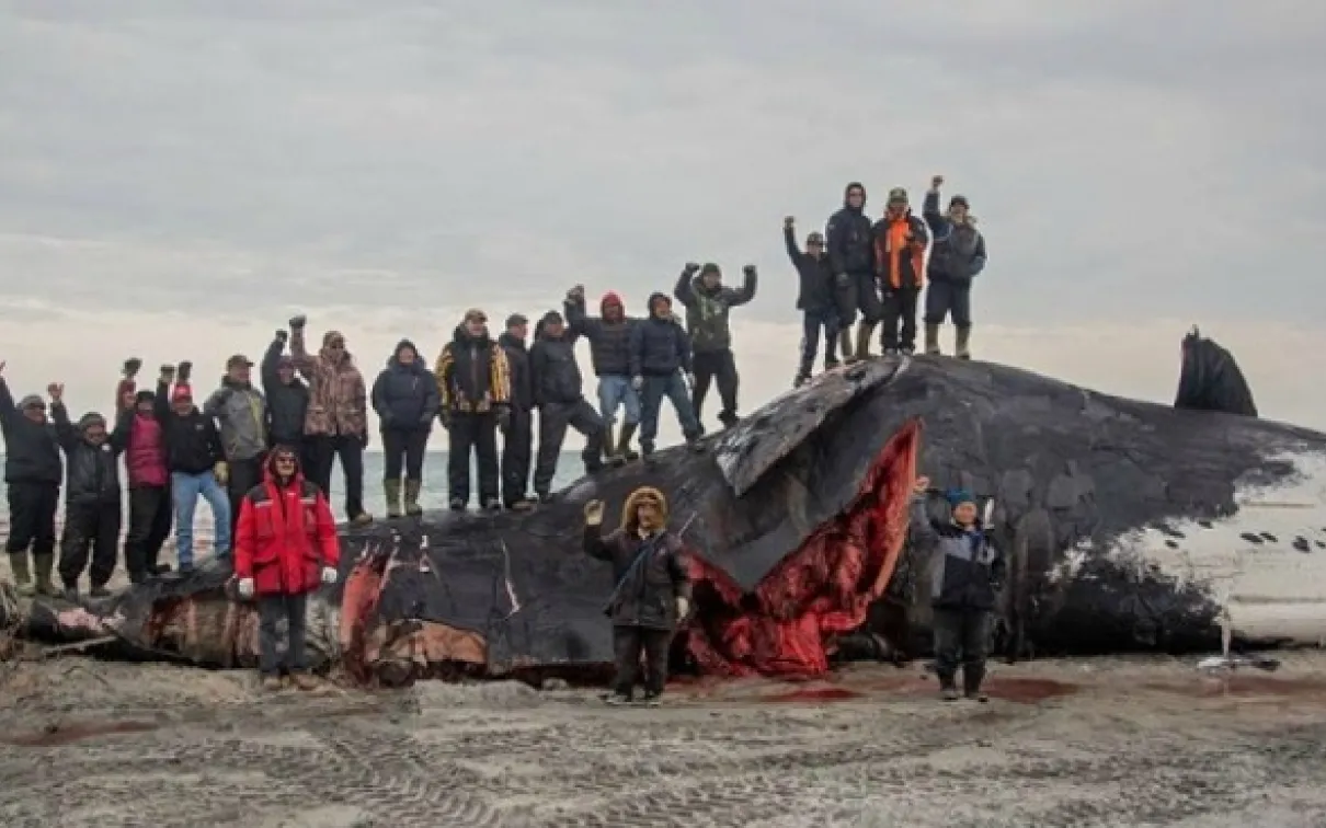 Bowhead whale hunted near Clyde River in 2014. Photo Credit: Niore Iqalukjuak
 Inuit community standing on and near a recently hunted bowhead whale on beach