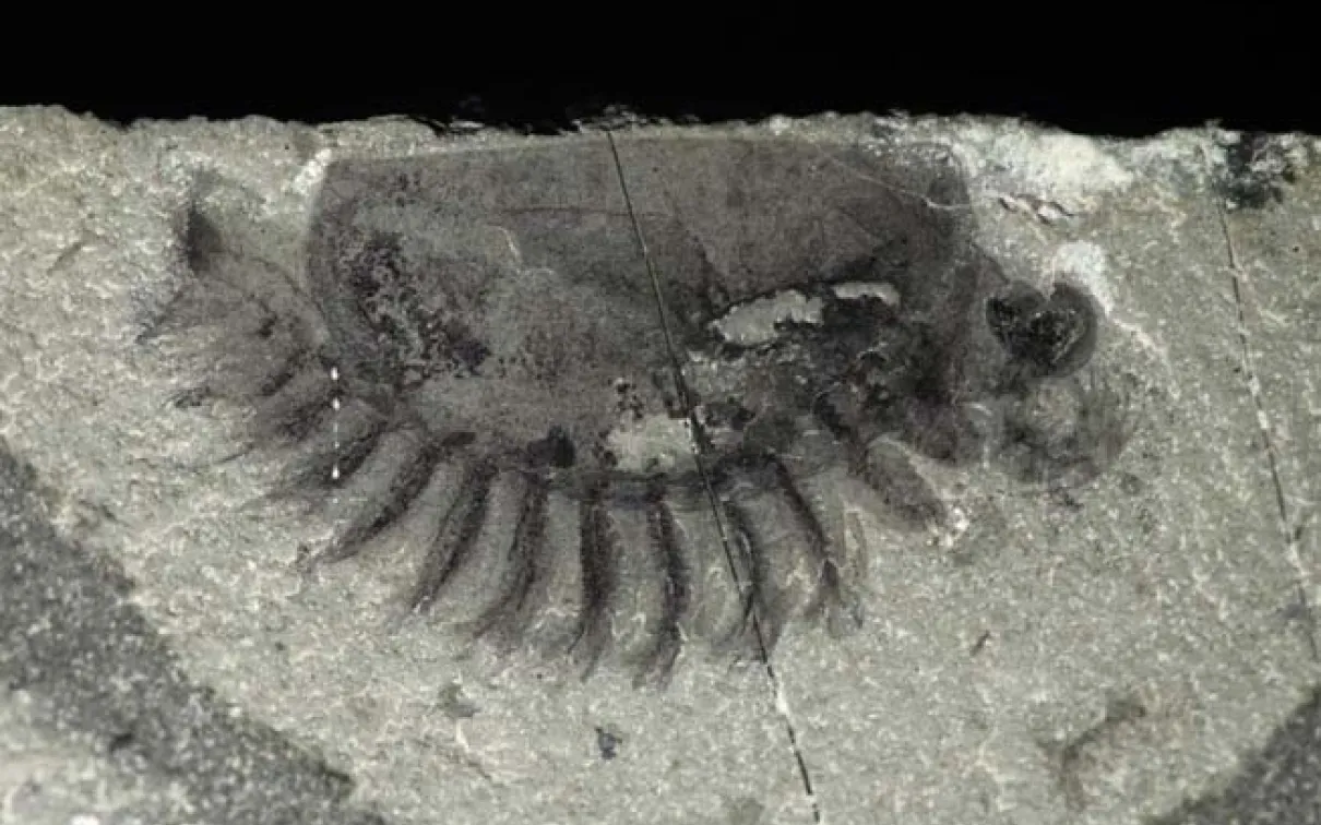 New fossil arthropod from Marble Canyon (Kootenay National Park)
 A new fossil arthropod from Marble Canyon (Kootenay National Park)