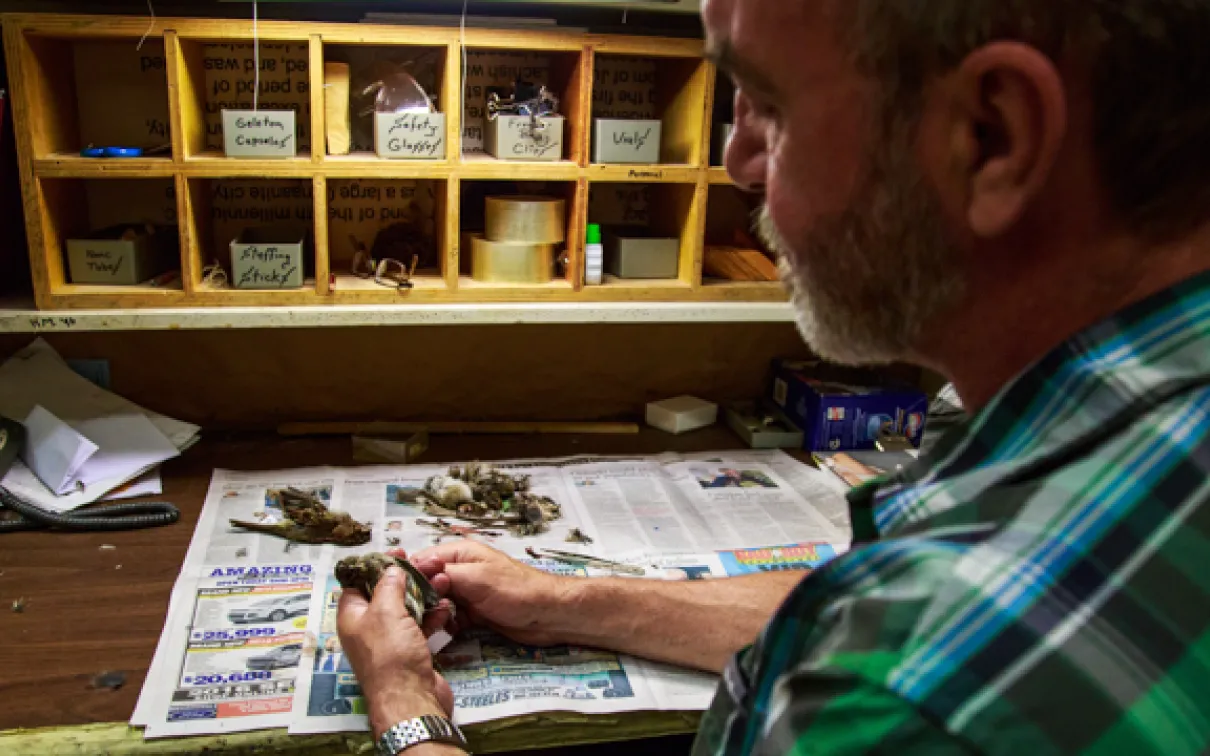 ROM technician Brad Millen processes a bird specimen that will be added to the ROM's collections. Photo by Samantha Stephens
 ROM technician Brad Millen processes a bird specimen that will be added to the ROM's collections. Photo by Samantha Stephens