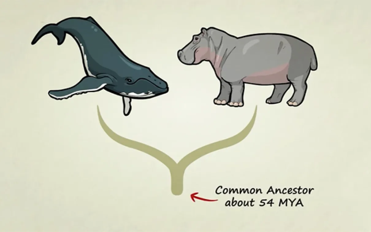 Photo by: http://www.statedclearly.com/
 Whales and hippos share a common ancestor. Photo by: http://www.statedclearly.com/