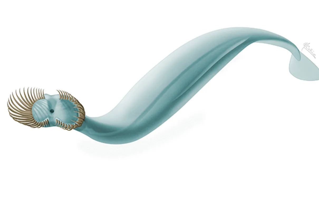 Illustration of <em>Capinatator praetermissus</em>. Drawing by Marianne Collins. © Royal Ontario Museum
 Illustration of a worm