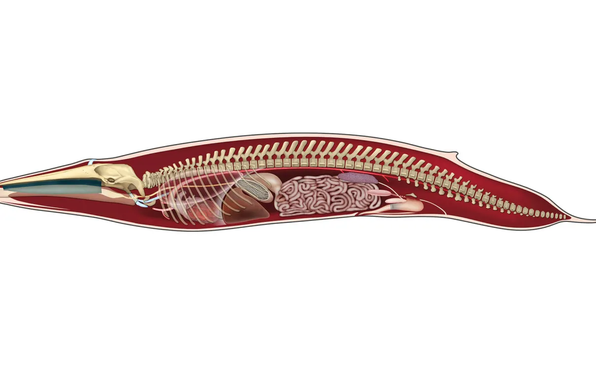 Illustration de l'anatomie de la baleine bleue.