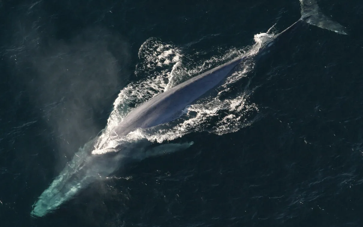 Baleine bleue.
