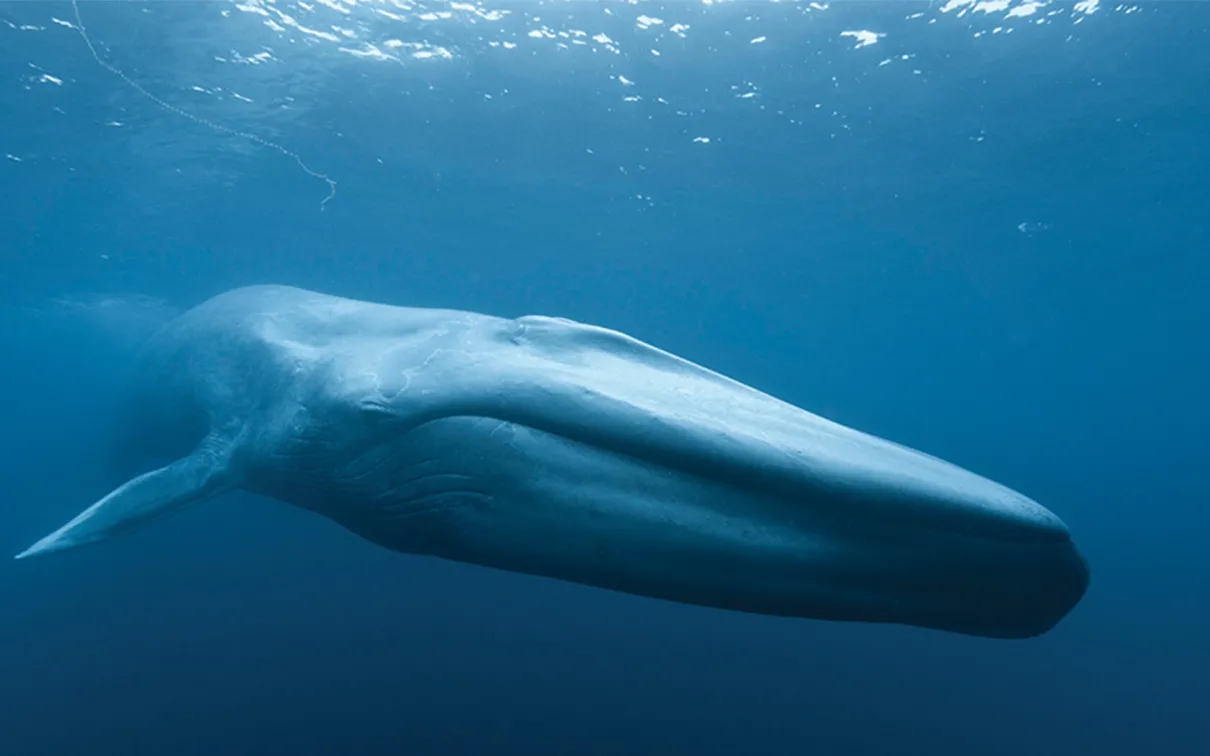 Baleine bleue.