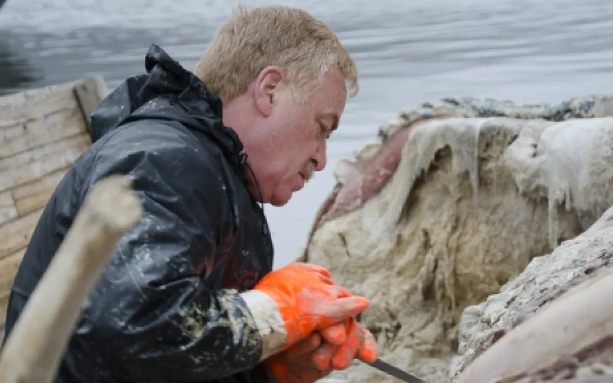 Mark Engstrom aide à préparer la baleine pour son retour au Musée royal de l'Ontario.
